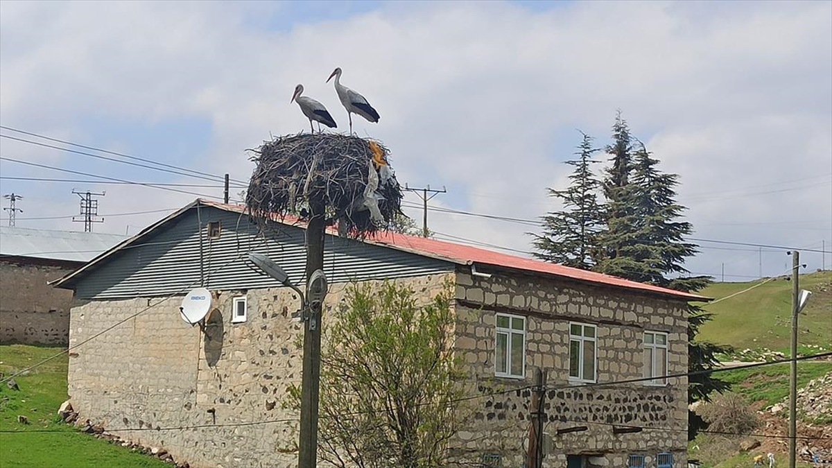 Baharın müjdecisi leylekler Tunceli’ye gelmeye başladı Baharın müjdecisi leylekler Tunceli’ye gelmeye başladı