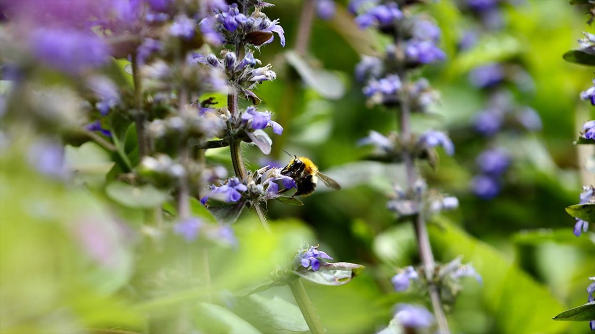 İlkbaharla canlanan Maden Deresi doğaseverleri bekliyor İlkbaharla canlanan Maden Deresi doğaseverleri bekliyor