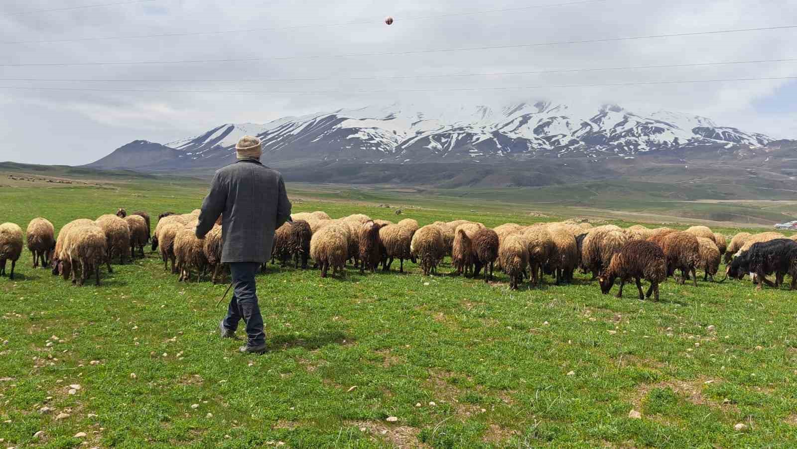 Sürülerin Süphan Dağı’na yolculuğu başladı Sürülerin Süphan Dağı’na yolculuğu başladı