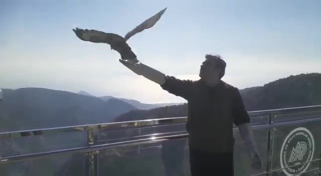 Tedavi edilen Kızıl Şahin, Kazdağları’na salıverildi Tedavi edilen Kızıl Şahin, Kazdağları’na salıverildi