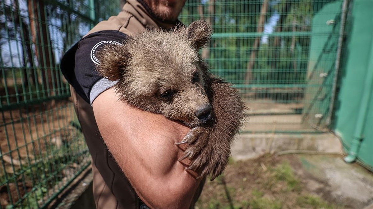 Bursa’daki ayı barınağında sevimli yavrulara özenle bakılıyor
