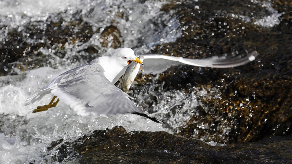 İnci kefalinin Van Gölü’nden tatlı sulara göçü başladı