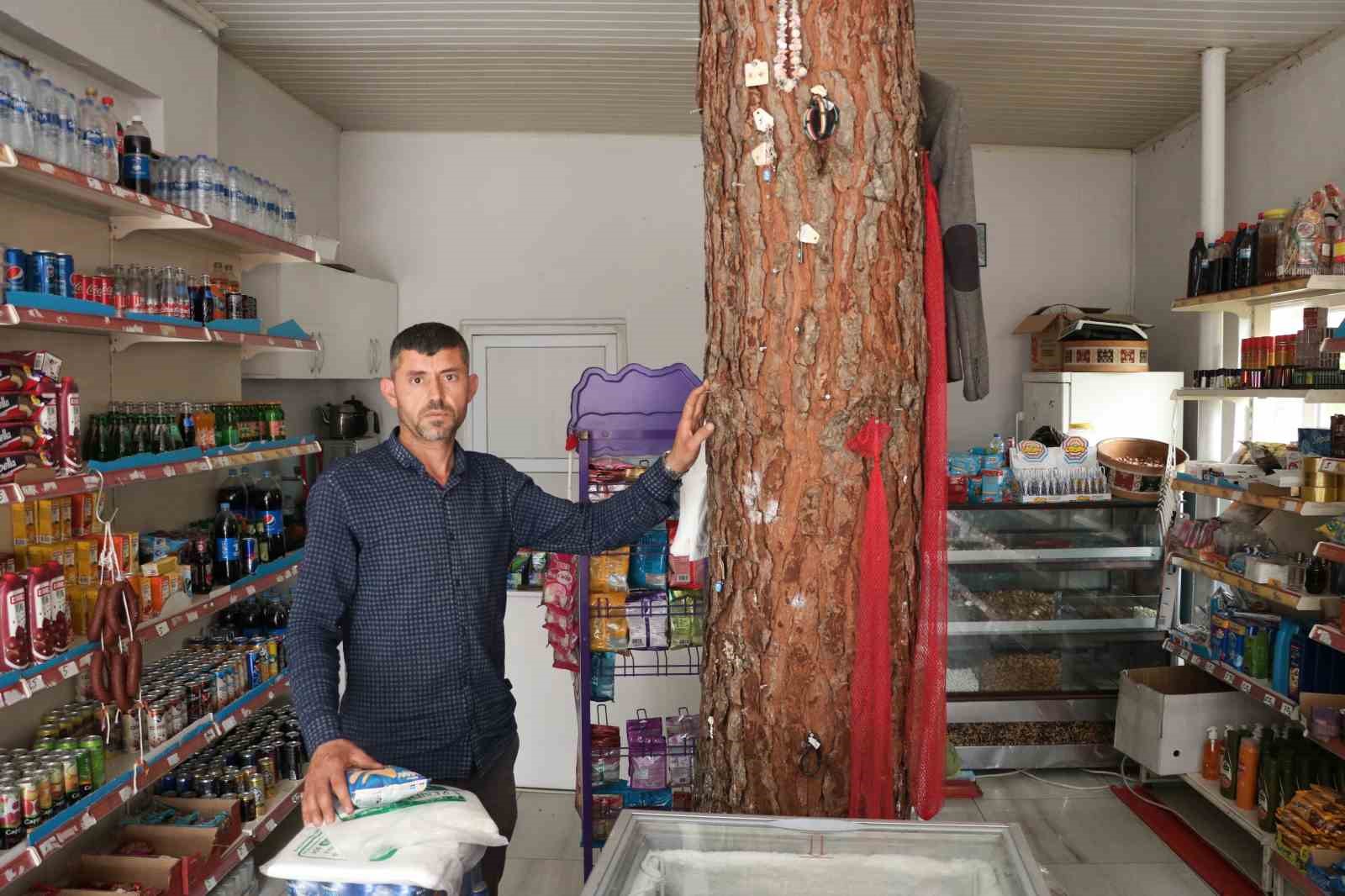 İş yerinin ortasından geçen ağaç dikkat çekiyor İş yerinin ortasından geçen ağaç dikkat çekiyor