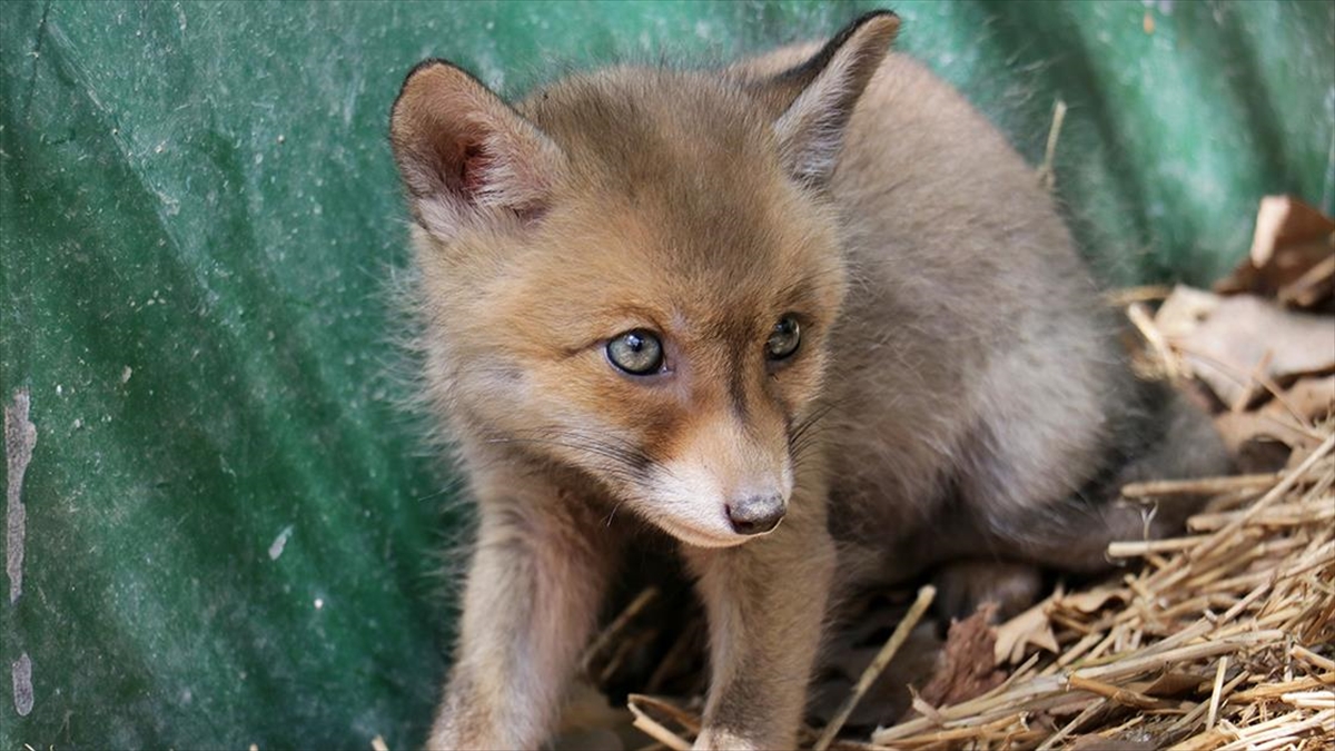 Osmaniye’de yol işçilerinin bulduğu tilki yavrusu koruma altına alındı Osmaniye’de yol işçilerinin bulduğu tilki yavrusu koruma altına alındı