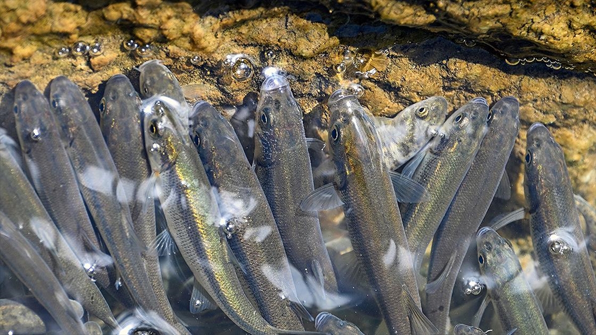 Van’da akarsuların debisi düştü, inci kefallerinin göçü zorlaştı Van’da akarsuların debisi düştü, inci kefallerinin göçü zorlaştı