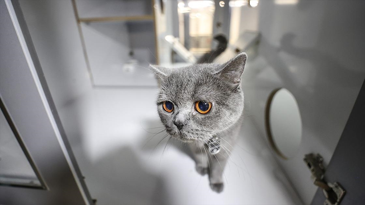 Bursa’daki kedi köpek oteli bayram tatilinde tam kapasite çalışıyor