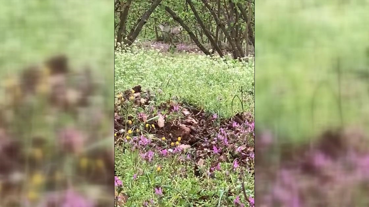 Düzce’de fındık bahçesine giren karacalar cep telefonuyla görüntülendi Düzce’de fındık bahçesine giren karacalar cep telefonuyla görüntülendi