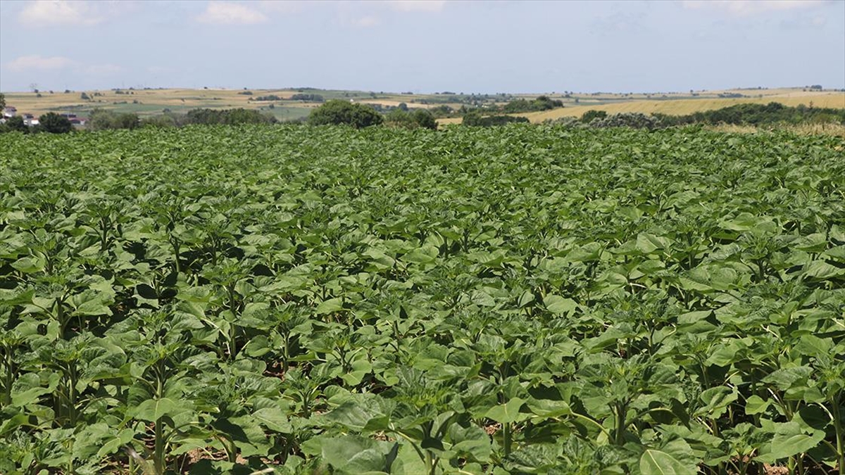 Edirne’deki yağışlar ayçiçeğinin gelişimine destek oldu Edirne’deki yağışlar ayçiçeğinin gelişimine destek oldu