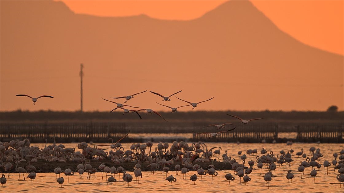 Gediz Deltası’nda binlerce flamingo yumurtadan çıktı