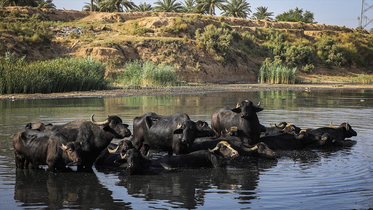 Irak’ta manda yetiştiriciliği elverişsiz koşullara rağmen sürüyor Irak’ta manda yetiştiriciliği elverişsiz koşullara rağmen sürüyor