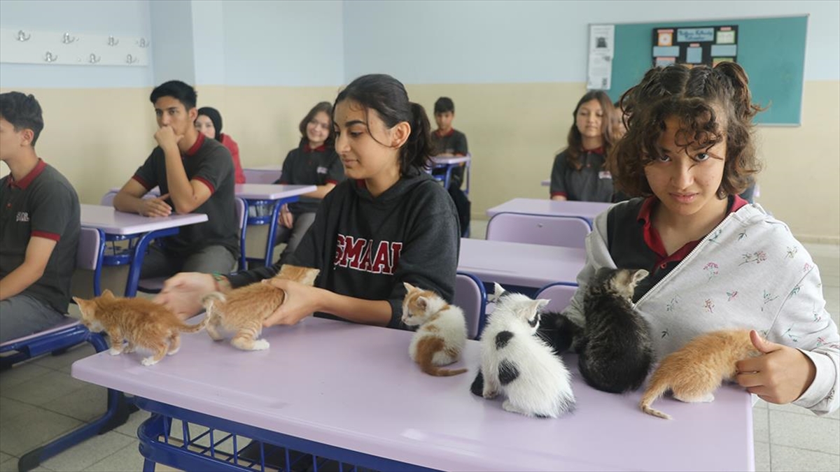 Kedi “Sütlaç” ve yavruları lisenin yeni üyeleri oldu