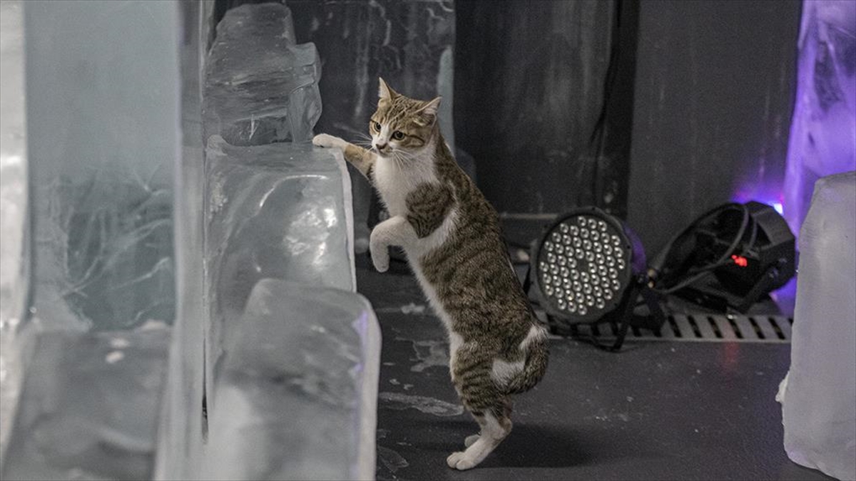 Kışın donmak üzereyken bulunan “Fındık” buz müzesinin maskotu oldu Kışın donmak üzereyken bulunan “Fındık” buz müzesinin maskotu oldu
