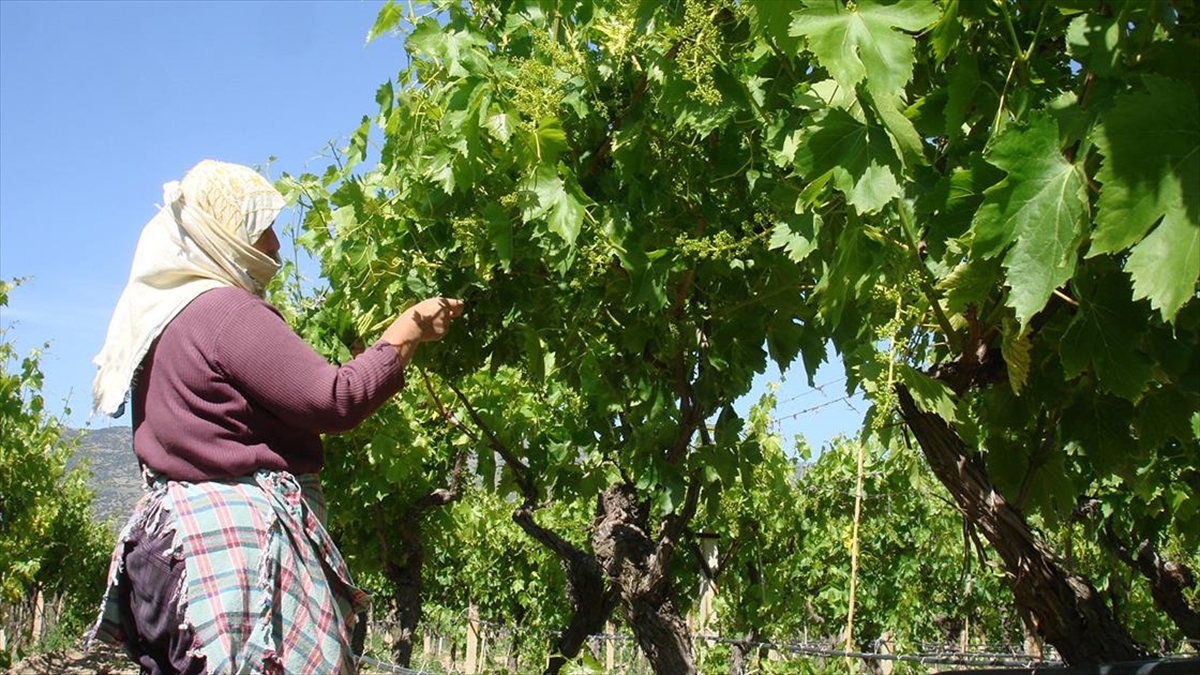 Manisa’da asma yaprakları depremzedeler için de toplanıyor Manisa’da asma yaprakları depremzedeler için de toplanıyor