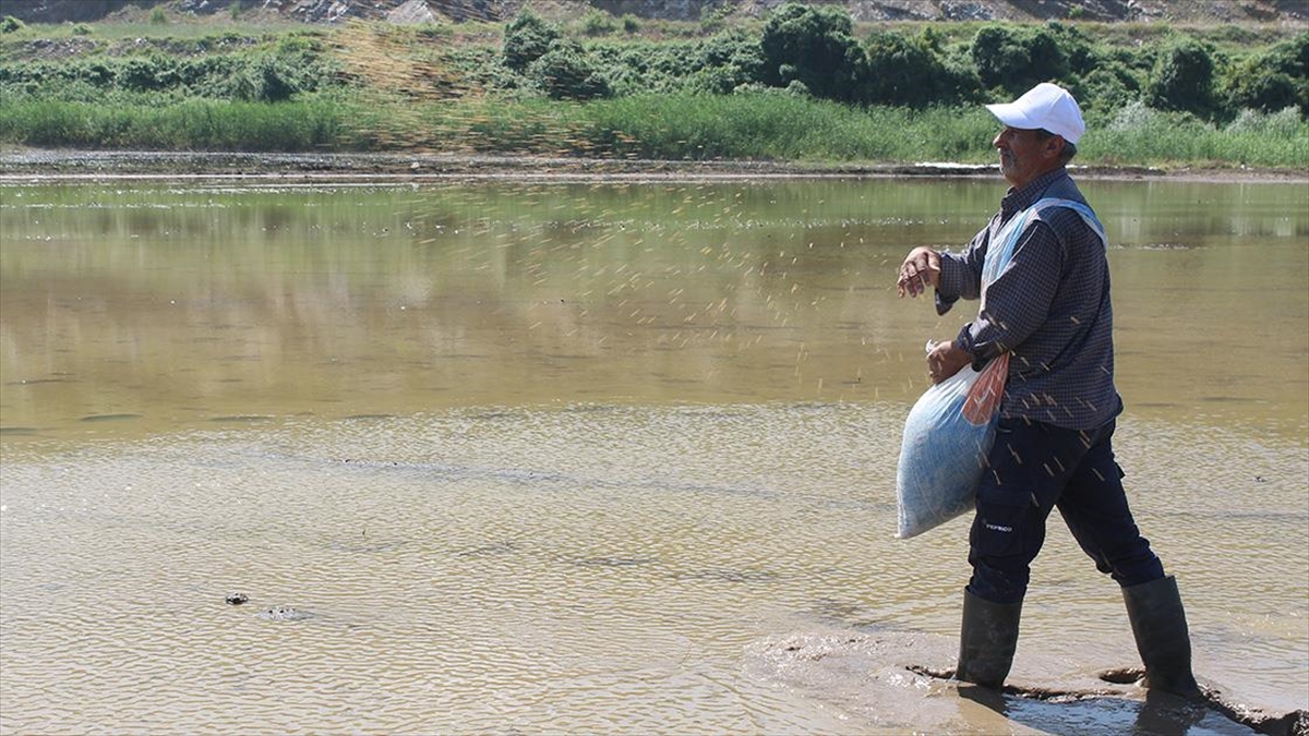 Manyas ve Gönen ovalarında çeltik ekimi gecikmeli başladı Manyas ve Gönen ovalarında çeltik ekimi gecikmeli başladı