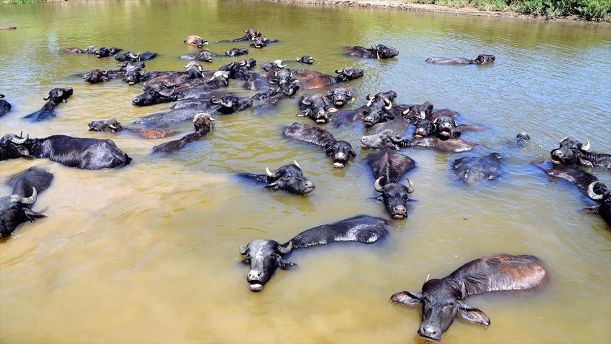 Muş’ta çobanlar sıcaktan bunalan mandaları nehirde serinletiyor Muş’ta çobanlar sıcaktan bunalan mandaları nehirde serinletiyor