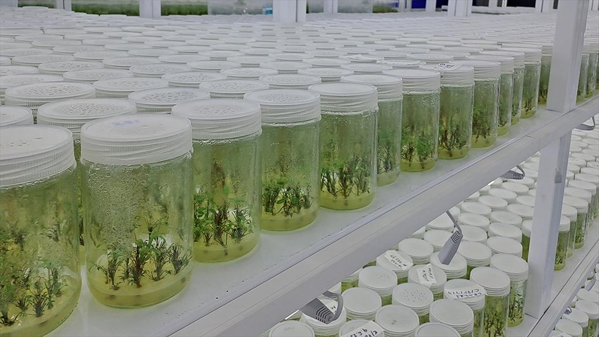 Sakarya’da laboratuvarda üretilen orkideler Almanya ve Hollanda’da mekanları süslüyor Sakarya’da laboratuvarda üretilen orkideler Almanya ve Hollanda’da mekanları süslüyor