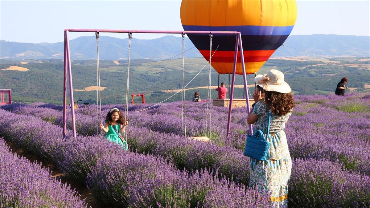 Tekirdağ’da mor renkli tarlalar bayramda ziyaretçilerini ağırlıyor