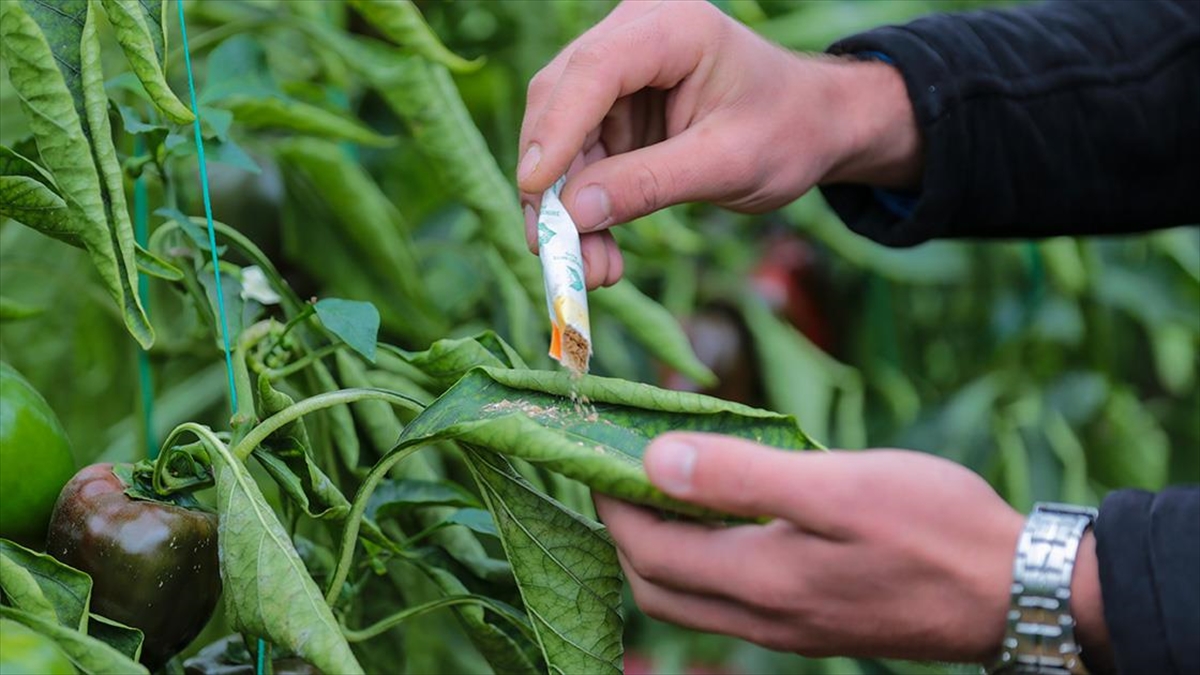 Zararlılarla mücadelede zirai ilaç yerine faydalı böcek uygulaması yaygınlaşıyor Zararlılarla mücadelede zirai ilaç yerine faydalı böcek uygulaması yaygınlaşıyor