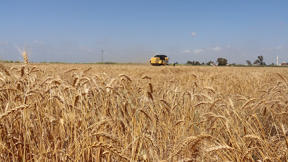 78,8 milyon liralık tarımsal destekleme ödemeleri bugün yapılıyor 78,8 milyon liralık tarımsal destekleme ödemeleri bugün yapılıyor