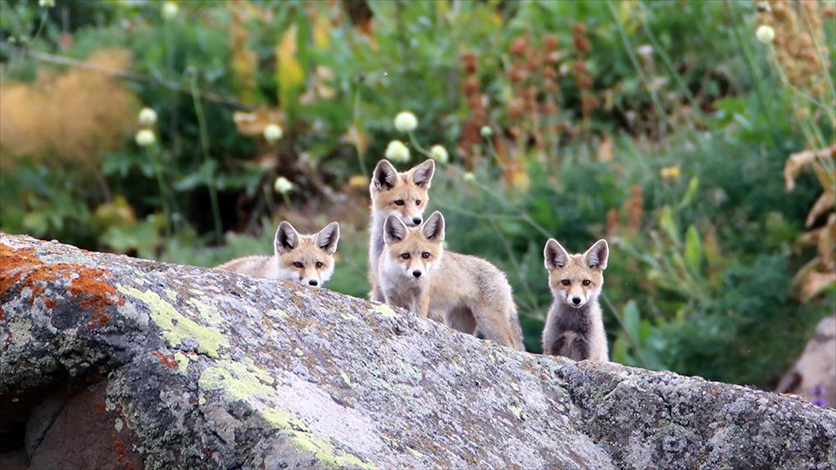Ağrı’da doğada gezintiye çıkan tilki yavruları görüntülendi Ağrı’da doğada gezintiye çıkan tilki yavruları görüntülendi