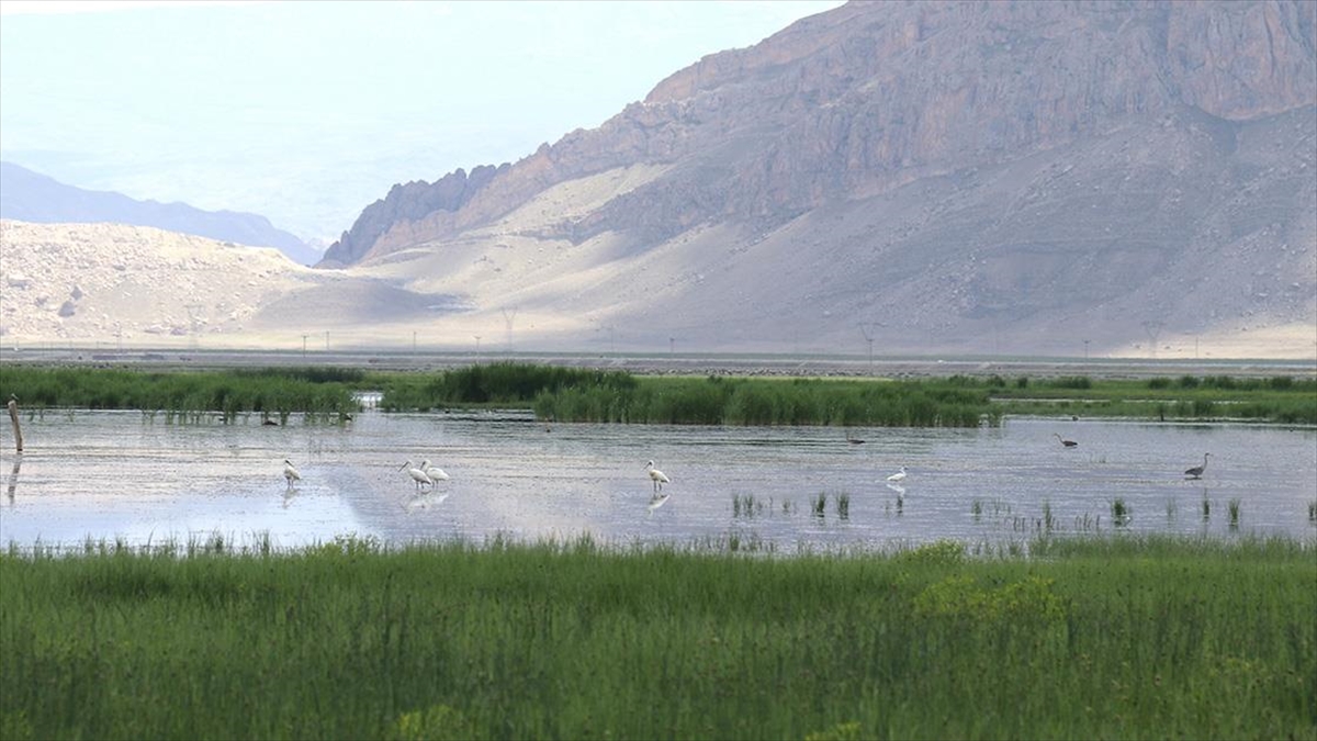 Ağrı’daki sazlıklar kuş türlerine ev sahipliği yapmaya devam ediyor