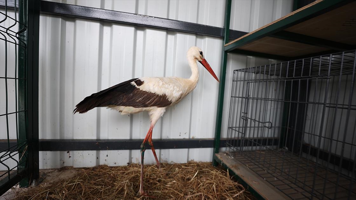 Düzce’de akıma kapılan leylek 3 haftalık yoğun tedaviyle hayat buldu Düzce’de akıma kapılan leylek 3 haftalık yoğun tedaviyle hayat buldu