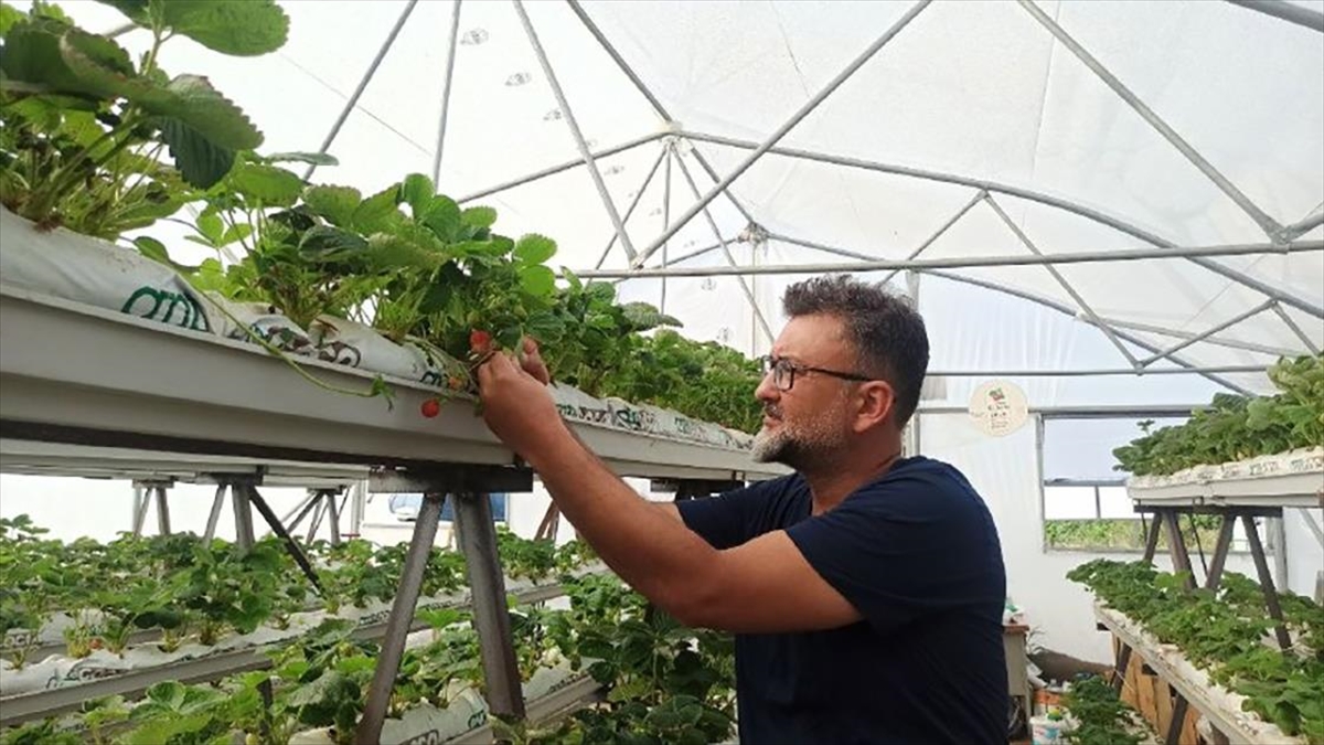Edirneli çiftçi 2 dönümde yetişecek çileği topraksız tarımla 250 metrekarede yetiştiriyor Edirneli çiftçi 2 dönümde yetişecek çileği topraksız tarımla 250 metrekarede yetiştiriyor