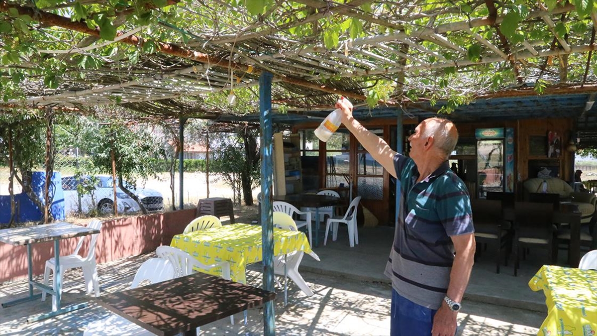 Enez’de tatilciler ve ilçe sakinleri sivrisineklerden dertli Enez’de tatilciler ve ilçe sakinleri sivrisineklerden dertli