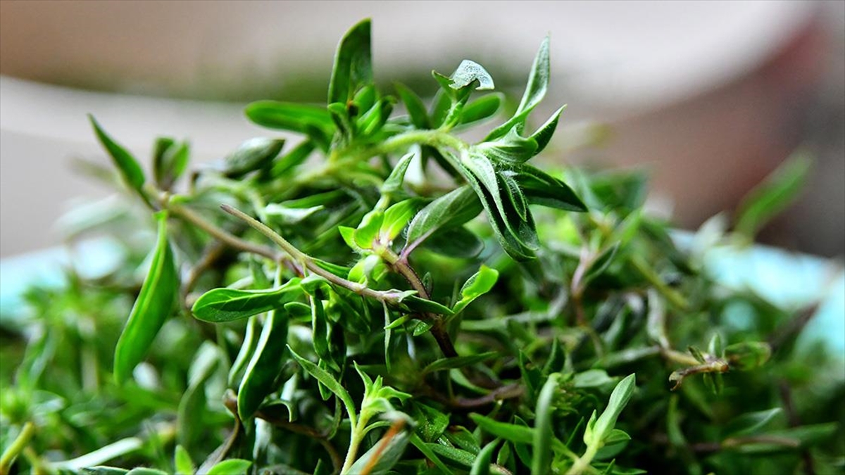 Kars’ta 2 bin 500 rakımda zahter bereketi yaşanıyor Kars’ta 2 bin 500 rakımda zahter bereketi yaşanıyor