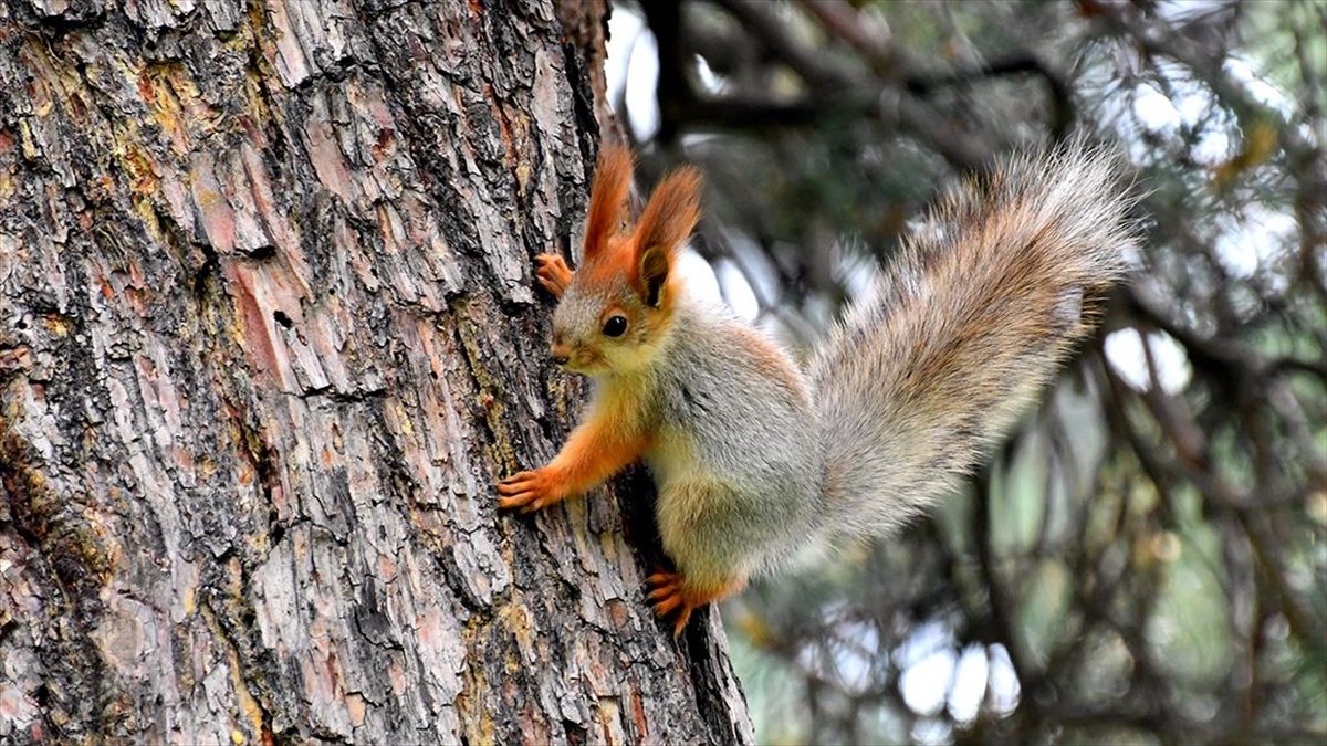 Kars’ta millet bahçesinde sincap ve kızıl şahinler görüntülendi