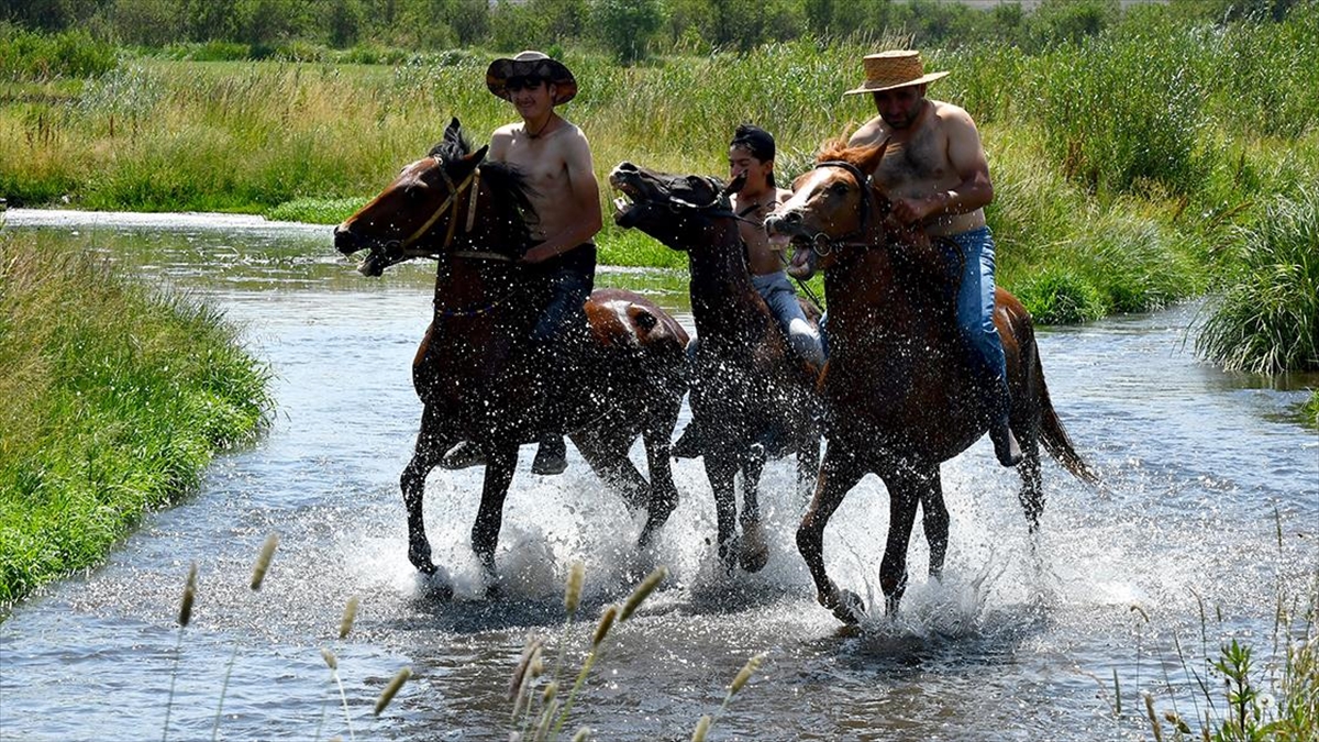 Kars’ta sıcaktan bunalan atlar derede serinletiliyor Kars’ta sıcaktan bunalan atlar derede serinletiliyor