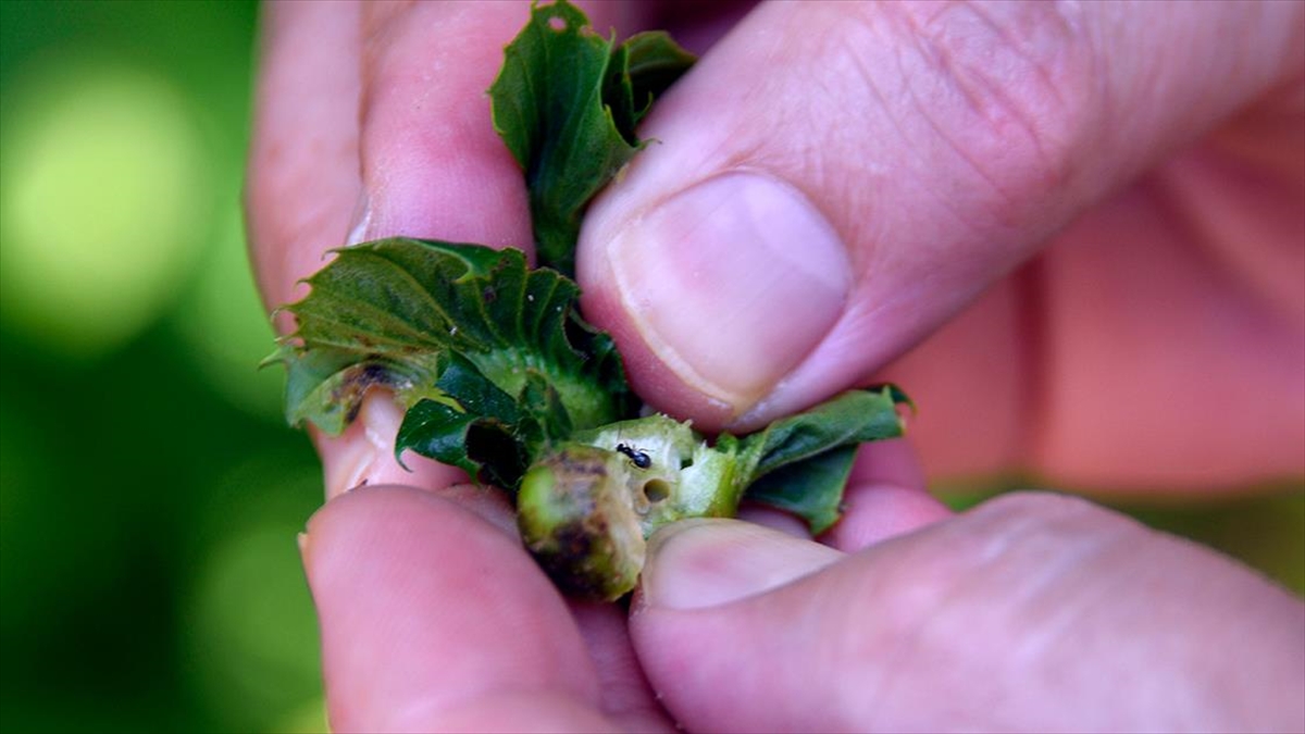 Kestane ağacı zararlısı “gal arısı”na karşı yapışkan tuzak mücadeleyi hızlandırdı Kestane ağacı zararlısı “gal arısı”na karşı yapışkan tuzak mücadeleyi hızlandırdı