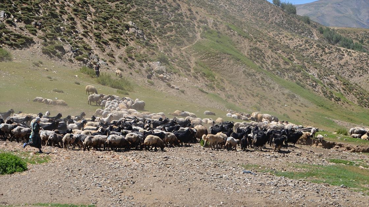 Muş’ta küçükbaş hayvan sütünden ekonomiye yılda 500 milyon lira katkı Muş’ta küçükbaş hayvan sütünden ekonomiye yılda 500 milyon lira katkı