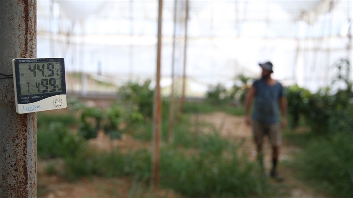 Tropikal meyveler kavurucu yaz güneşinden özel yöntemlerle korunuyor