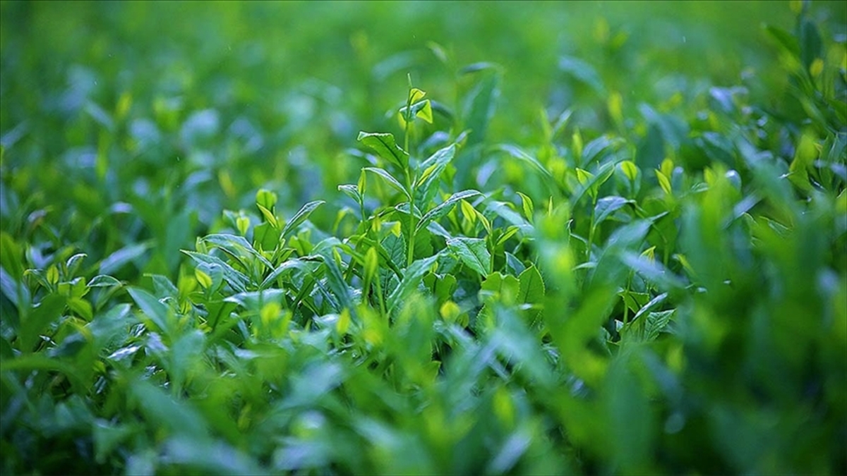 Türk çayı ihracatı yılın ilk yarısını artışla kapattı Türk çayı ihracatı yılın ilk yarısını artışla kapattı