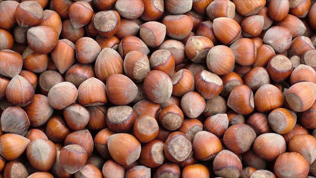 Türkiye fındık ihracatından 10 ayda 1,6 milyar dolar gelir elde etti Türkiye fındık ihracatından 10 ayda 1,6 milyar dolar gelir elde etti