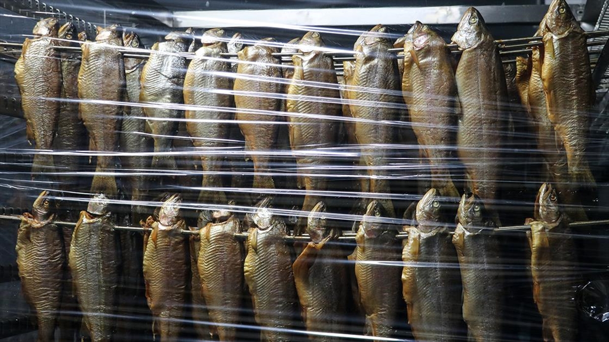 Tütsülenen alabalıklar üreticisine daha fazla kazandırıyor