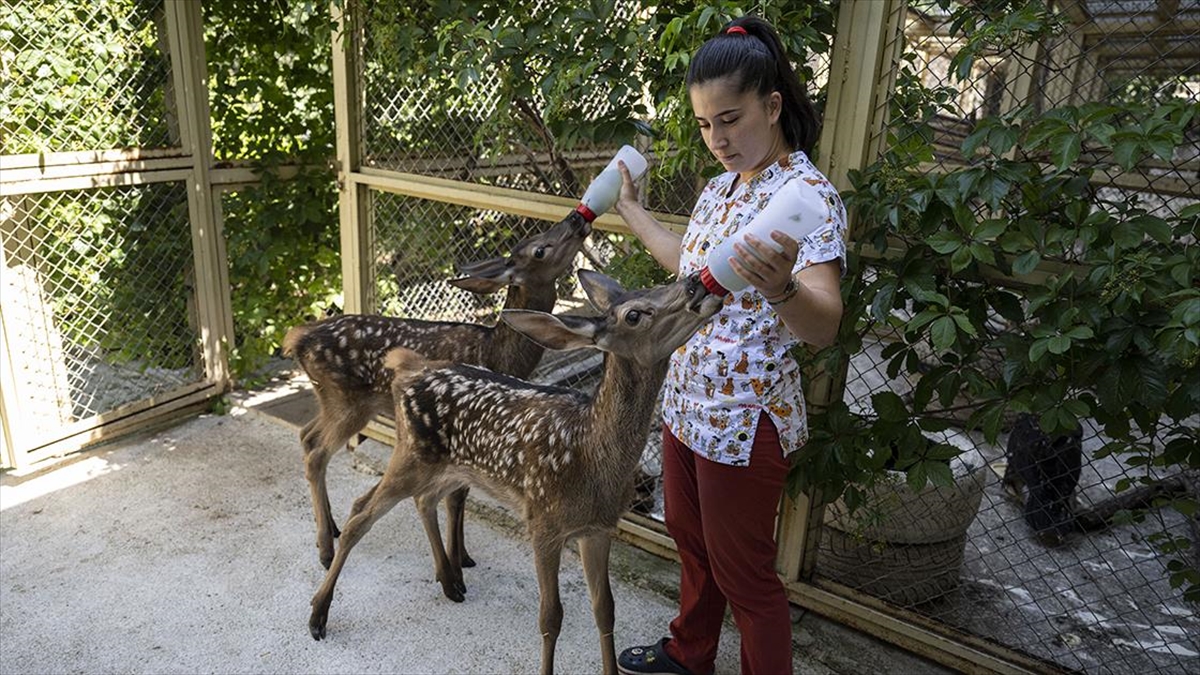 Yaralı bulunan yavru “Bambi”ler tedavilerinin ardından doğaya salınacak