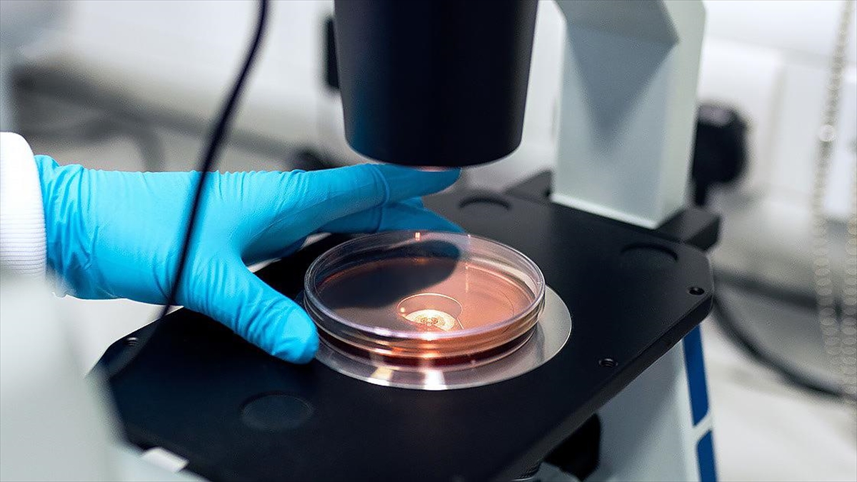 Araştırma: Yeni keşfedilen bakteri türü TC1, sıtmanın insanlara bulaşmasını engelleyebilir Araştırma: Yeni keşfedilen bakteri türü TC1, sıtmanın insanlara bulaşmasını engelleyebilir