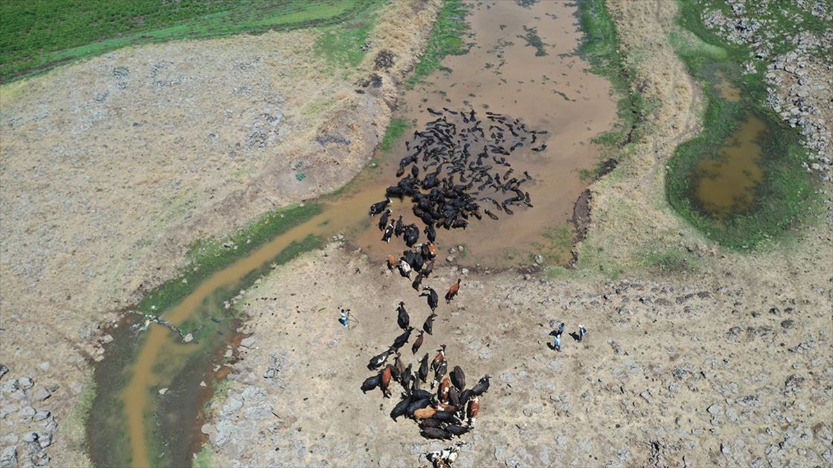 Diyarbakır’da sıcaktan bunalan mandalar göletlerde serinliyor Diyarbakır’da sıcaktan bunalan mandalar göletlerde serinliyor
