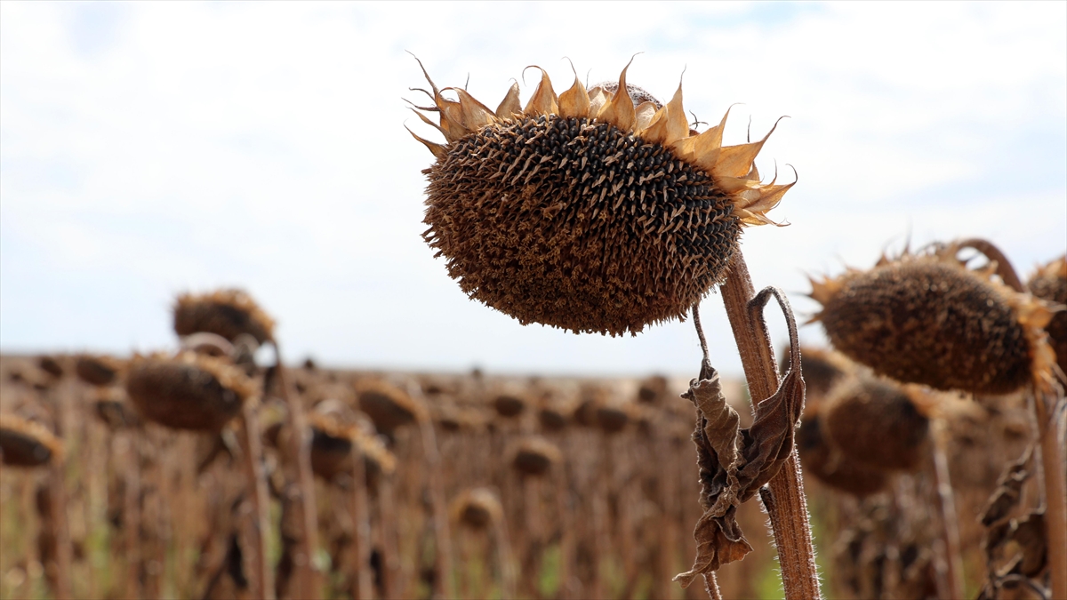 Edirne’de erken ekim ayçiçeği hasat ediliyor Edirne’de erken ekim ayçiçeği hasat ediliyor