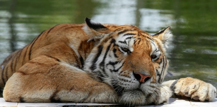 Sibirya Kaplanları ve Bağdat Hayvanat Bahçesi’ndeki Aslanlar 50 Derece Sıcaklıkla Mücadele Ediyor Sibirya Kaplanları ve Bağdat Hayvanat Bahçesi’ndeki Aslanlar 50 Derece Sıcaklıkla Mücadele Ediyor