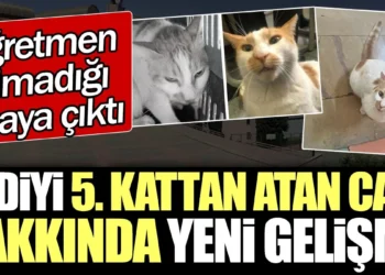 Kediyi 5. kattan atan cani hakkında yeni gelişme. Öğretmen olmadığı ortaya çıktı