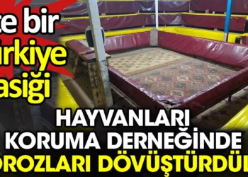 Hayvanları koruma derneğinde horoz müsabakası. İşte bir Türkiye klasiği
