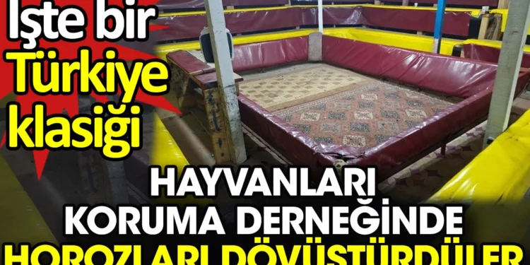 Hayvanları koruma derneğinde horoz müsabakası. İşte bir Türkiye klasiği
