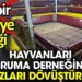 Hayvanları koruma derneğinde horoz müsabakası. İşte bir Türkiye klasiği