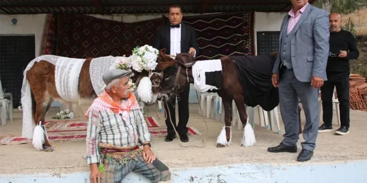 ‘Nesli tükenmesin’ diye eşeklere sembolik nikah kıydılar ‘Nesli tükenmesin’ diye eşeklere sembolik nikah kıydılar