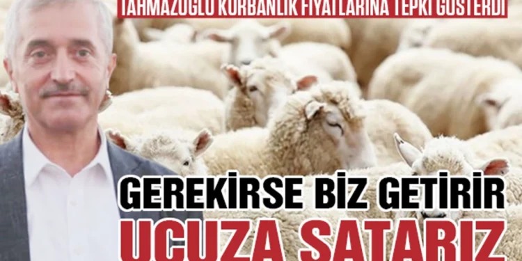 Şahinbey Belediye Başkanı Tahmazoğlu kurbana da el attı…