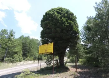 69 yıllık devasa çam bulundu! Keşif sonrası el konuldu