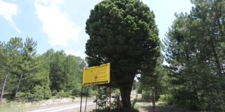 69 yıllık devasa çam bulundu! Keşif sonrası el konuldu 69 yıllık devasa çam bulundu! Keşif sonrası el konuldu